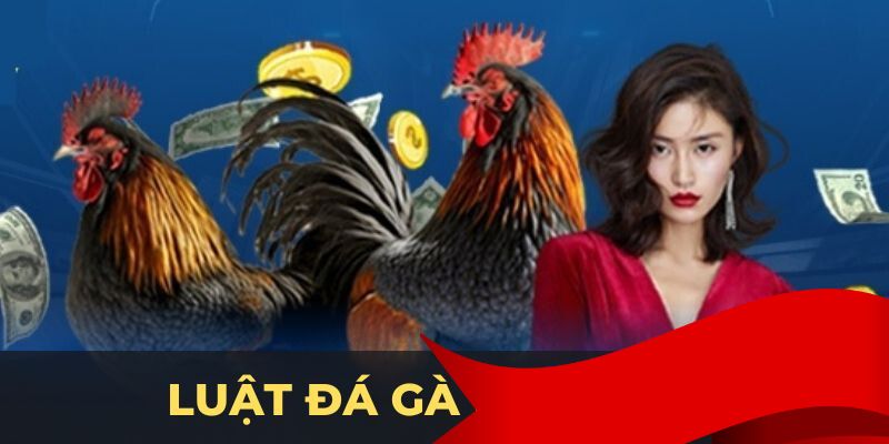 Sự đặc biệt của luật đá gà